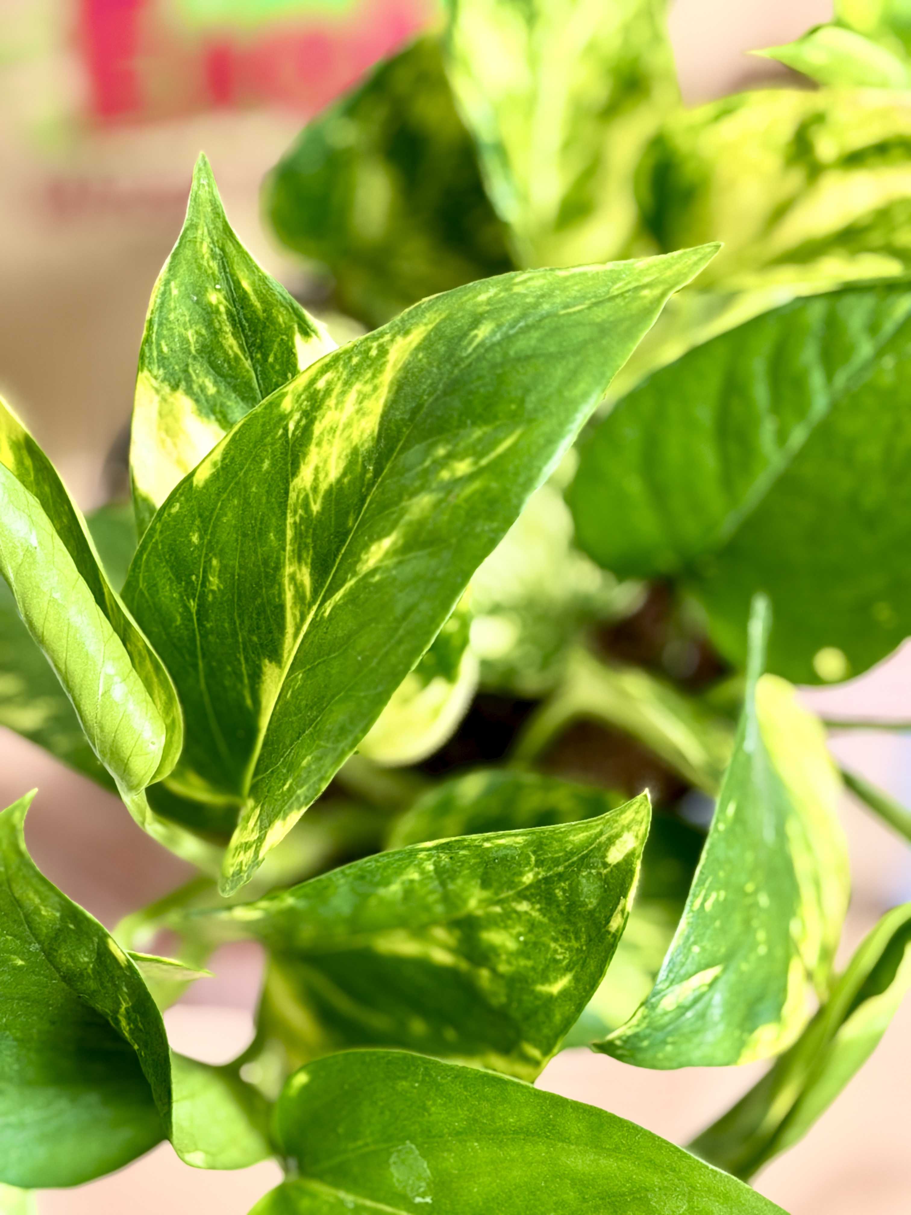 Эпипремнум Ауреум Золотистый (Epipremnum Pinnatum Aureum) D12см