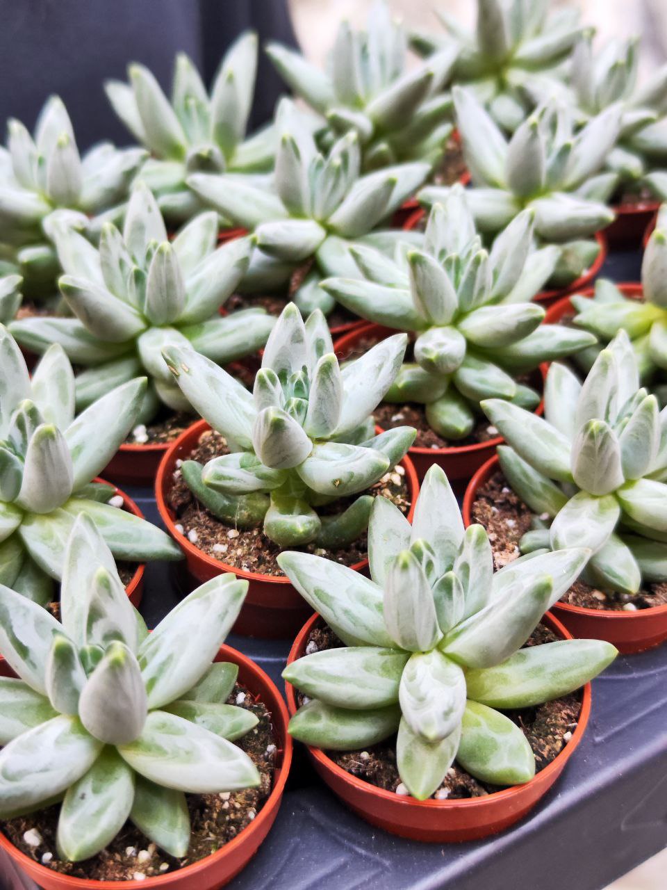 Пахифитум Компактный (Pachyphytum Compactum) D5см
