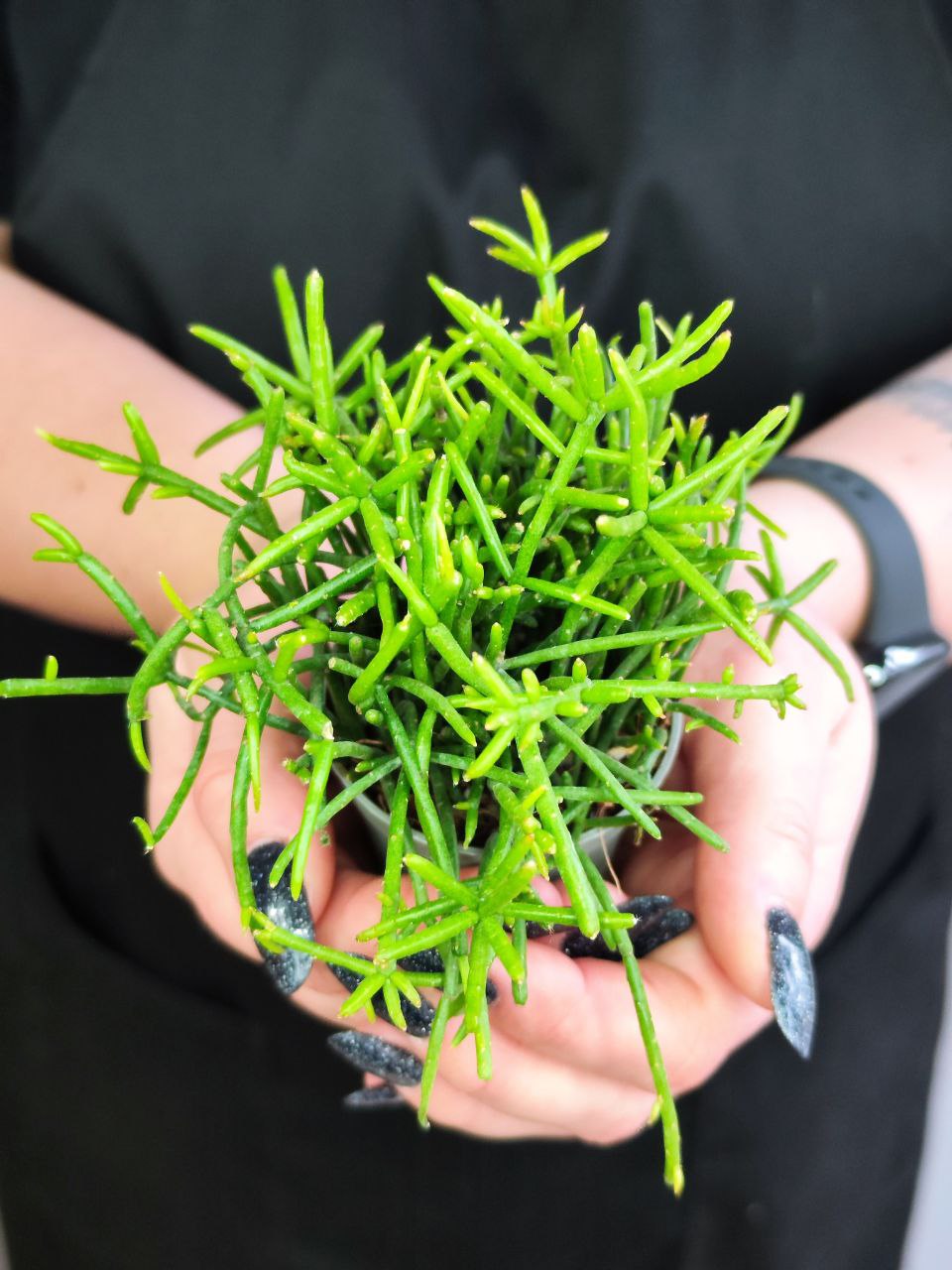 Рипсалис Кассута (Rhipsalis Cassutha) D5см