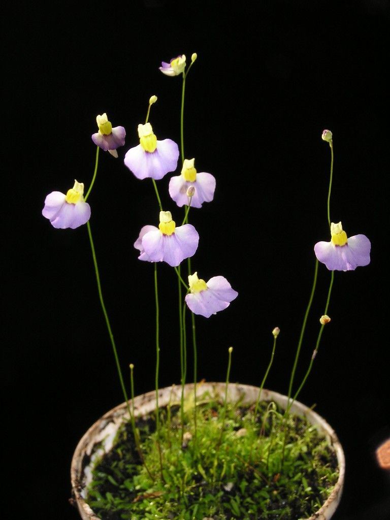 Пузырчатка двухчешуйная (Utricularia bisquamata) D9см