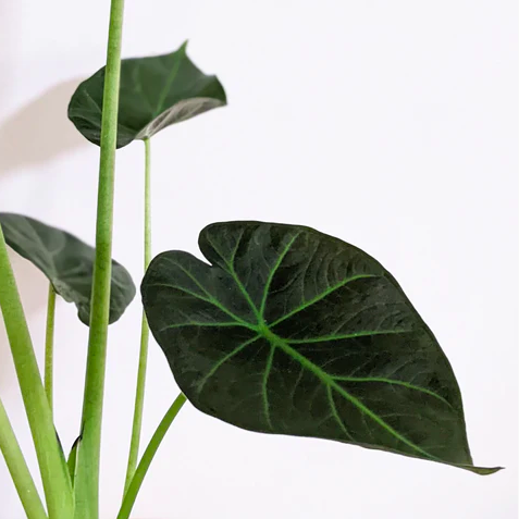 Алоказия Регал Шилдс (Alocasia Regal Shields) D21см