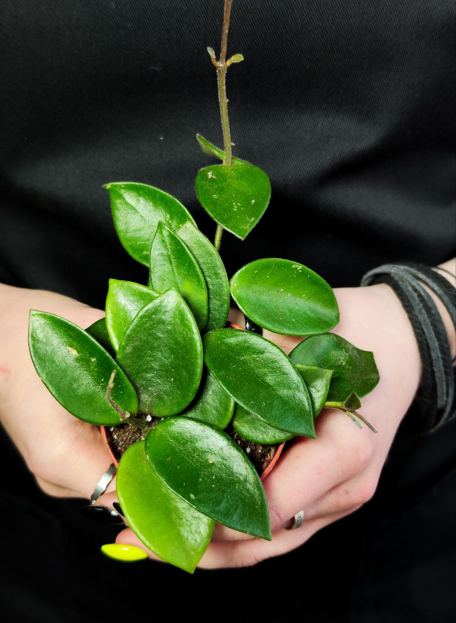 Хойя Чук (Hoya Chouke) D6см