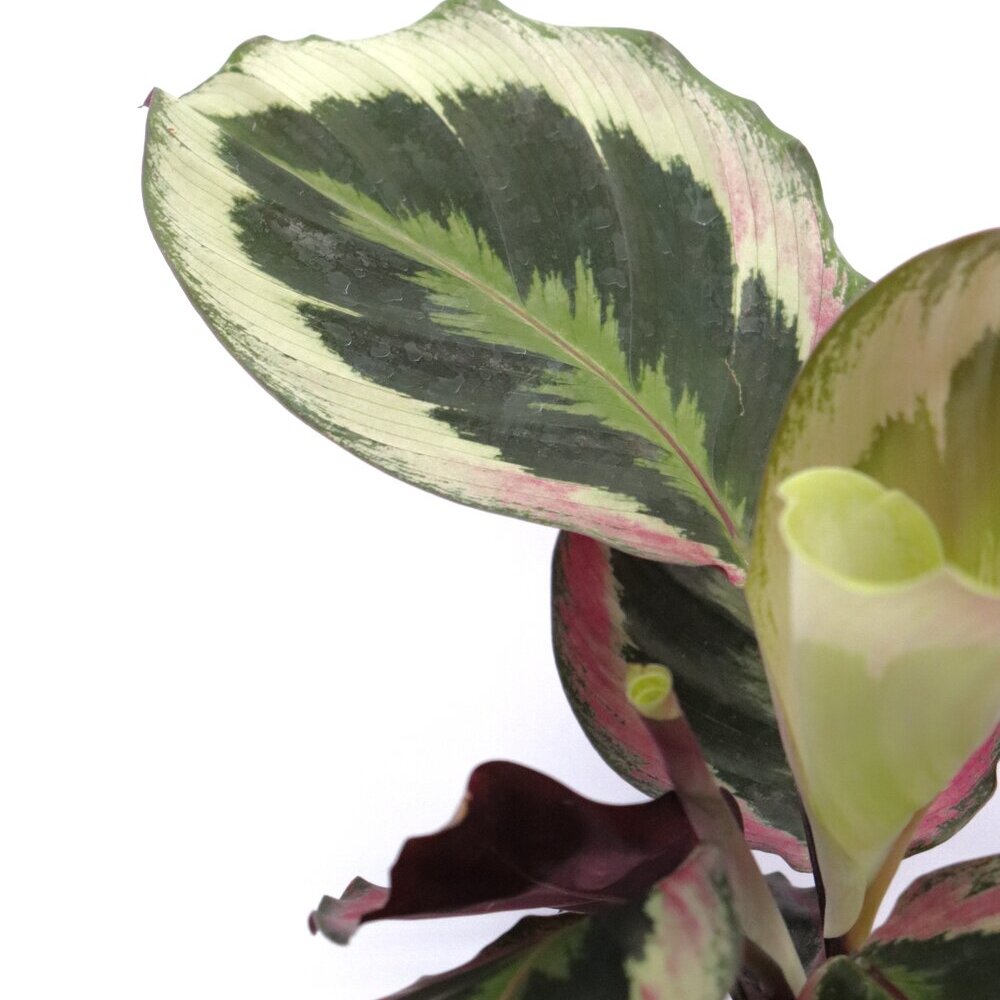 Калатея Синтия (Calathea Roseopicta Cynthia) D12см