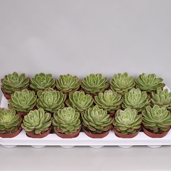 Эхеверия Гилва Грин (Echeveria Gilva Green) D5см