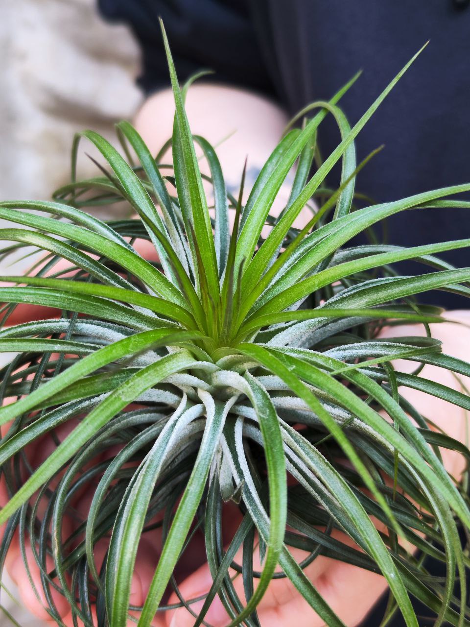 Тилландсия Стрикта XL (Tillandsia Stricta)