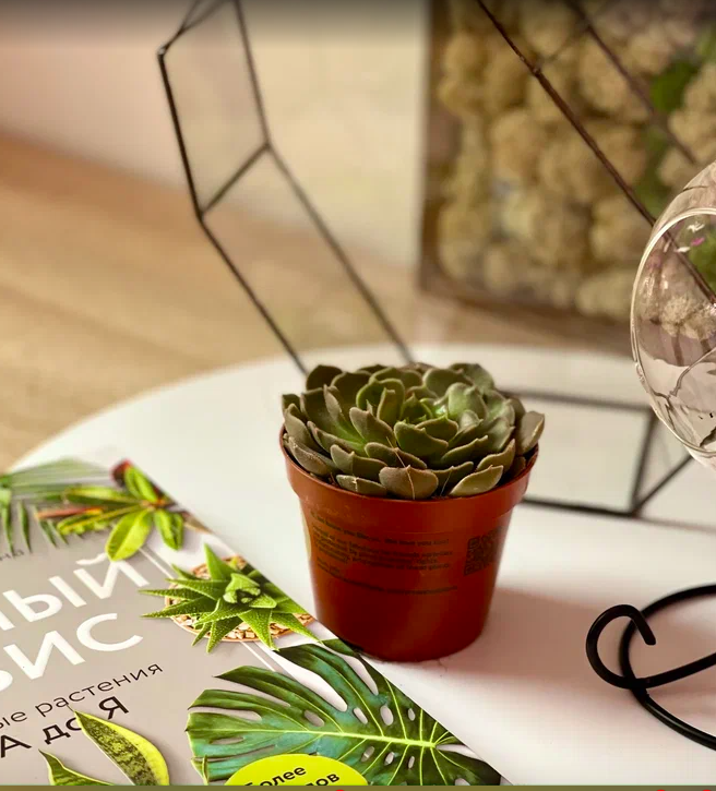 Эхеверия Браун Роуз (Echeveria Brown Rose) D8см