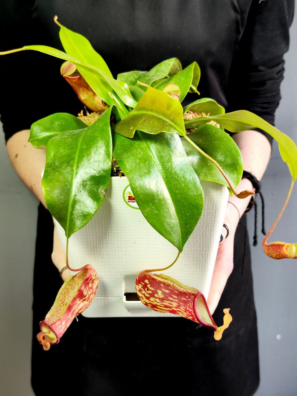 Непентес Гая (Nepenthes Gaya) пересаженный D17см