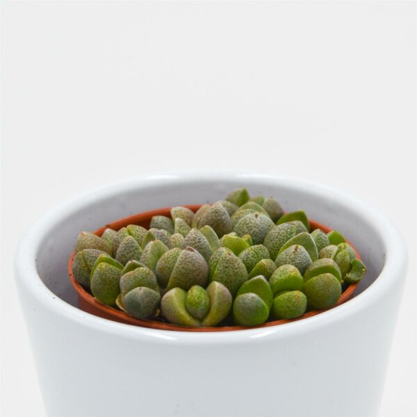 Плейоспилос Нелли Мини (Pleiospilos Nelii Mini) D5см