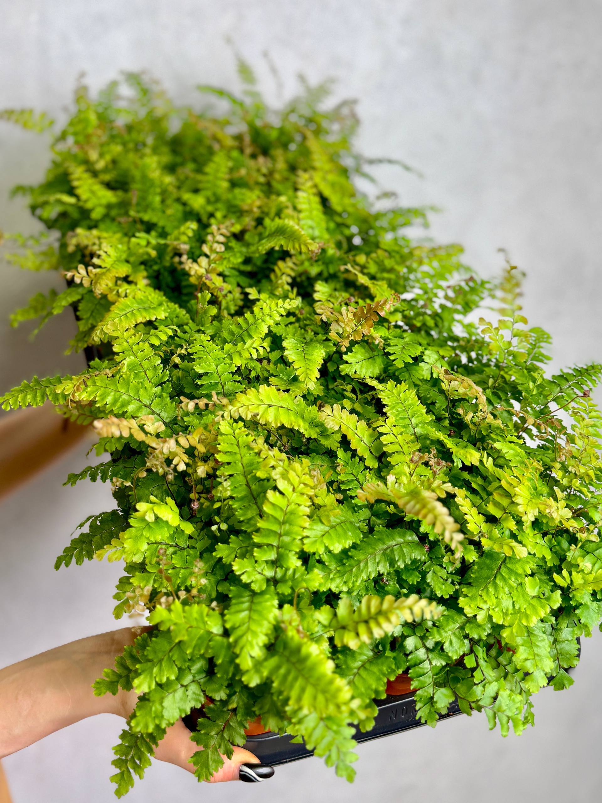 Адиантум Бронз Венус (Adiantum Bronze Venus) D8,5см