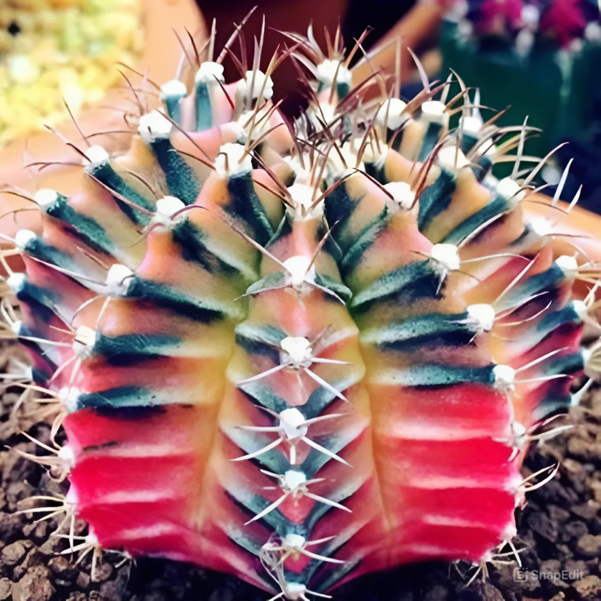 Кактус Гимнокалициум Михановича Вариегатный (Gymnocalycium Mihanovichii Variegata) D6см