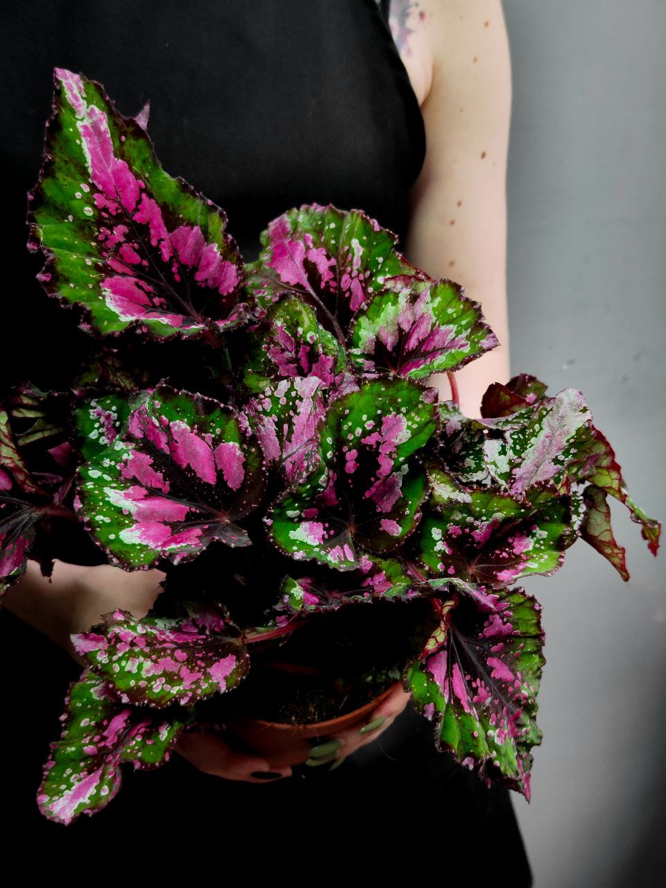 Бегония Рекс Аляска Крик (Begonia Beleaf Alaska Creek) D12см