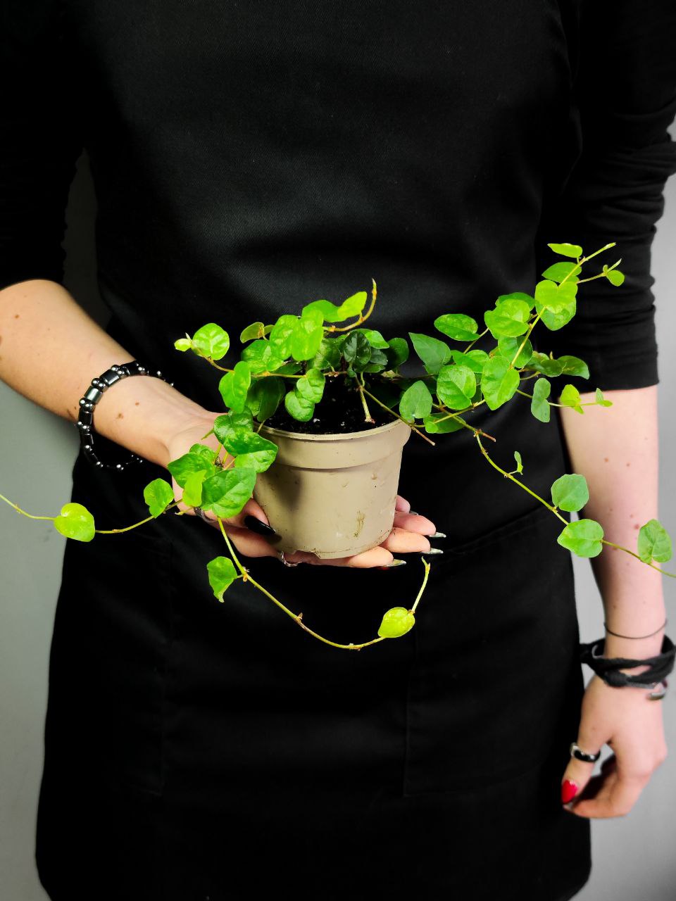 Фикус «Пумила Грин Санни» (Ficus Pumila Green Sunny) D9см