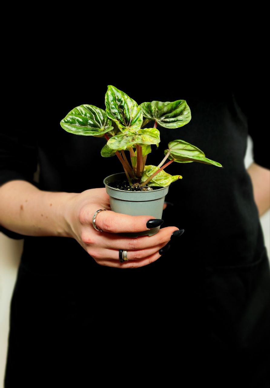Пеперомия Буэнос Айрес (Peperomia Buenos Aires) D6см