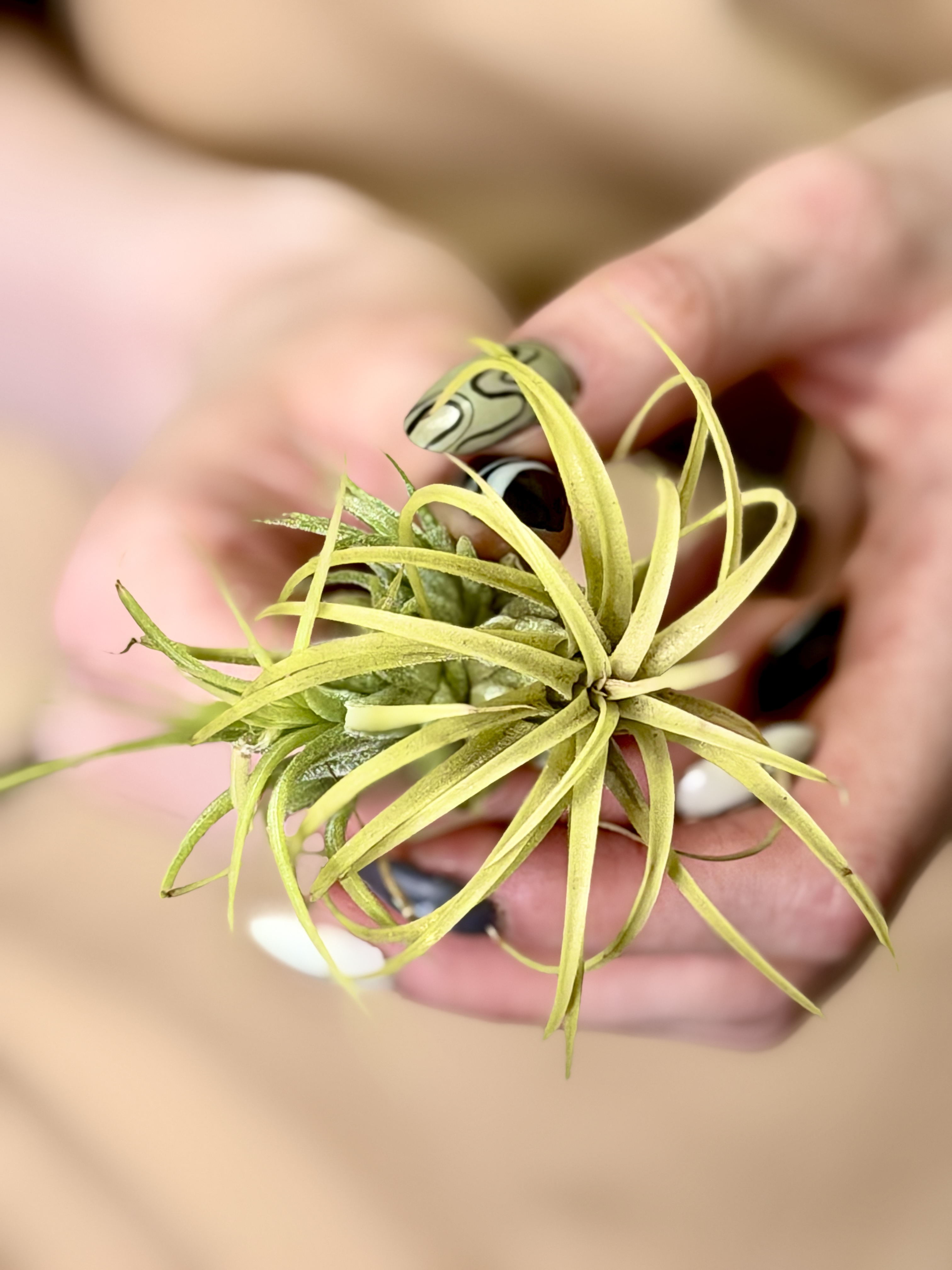 Тилландсия Ионанта Желтая (Tillandsia Ionantha Yellow)