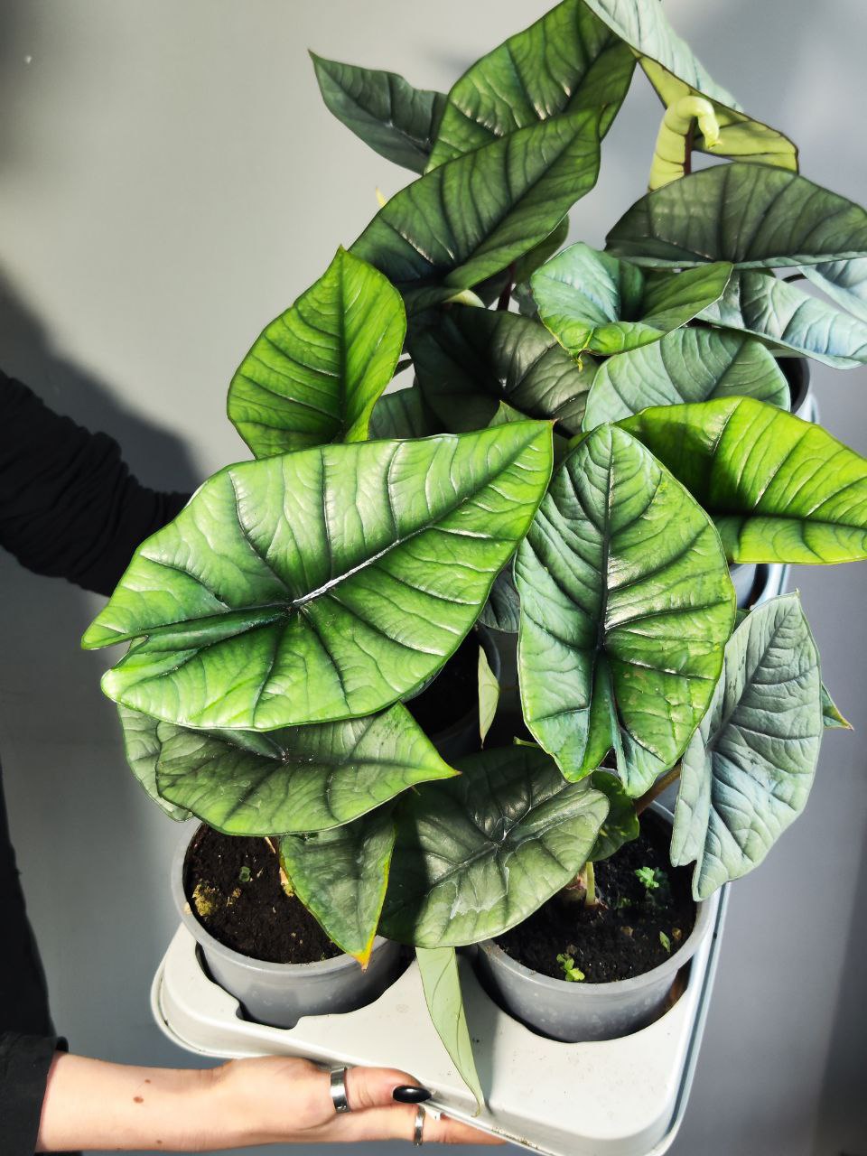 Алоказия Бисма Платинум (Alocasia Bisma Platinum) D12см