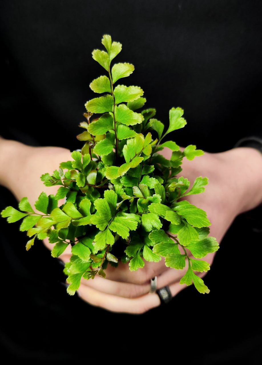 Папоротник Дидимохлена Усеченная (Didymochlaena Trunculata) D6см