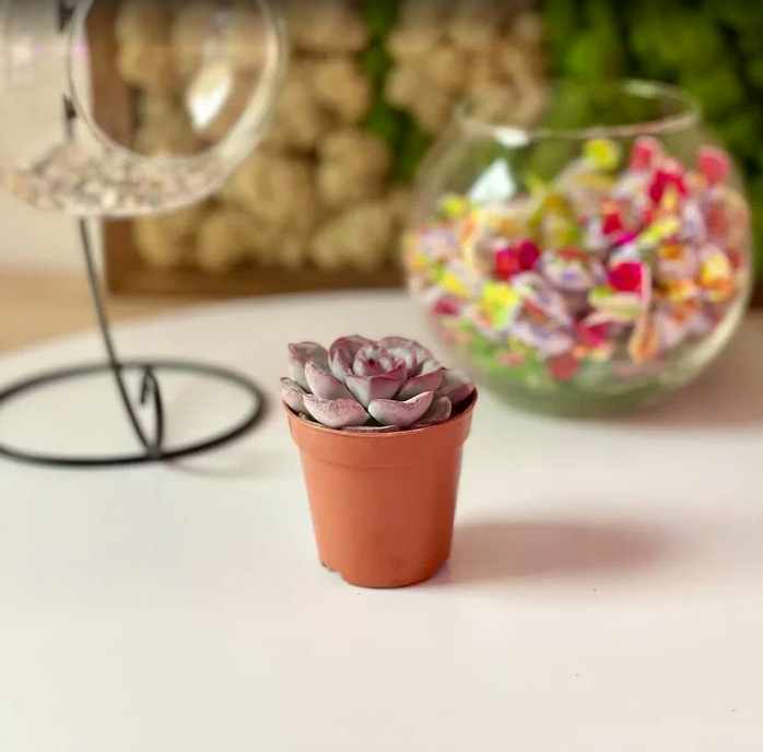 Эхеверия Мистери (Echeveria Mystery) D5см
