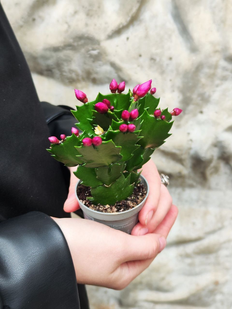 Декабрист Фиолетовый, или Шлюмбергера (Schlumbergera Tendenza Purple) D6см
