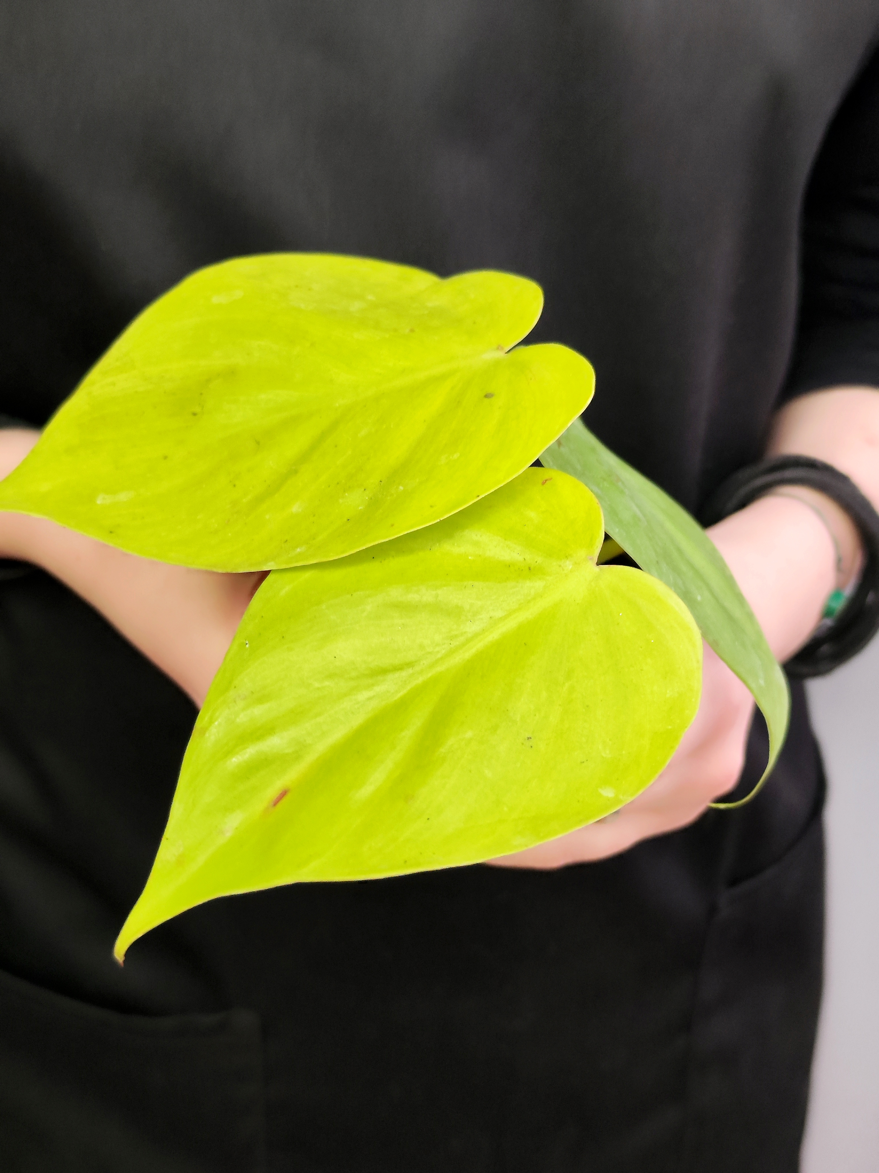 Филодендрон Неон Лайм (Philodendron Neon Lime) D6см
