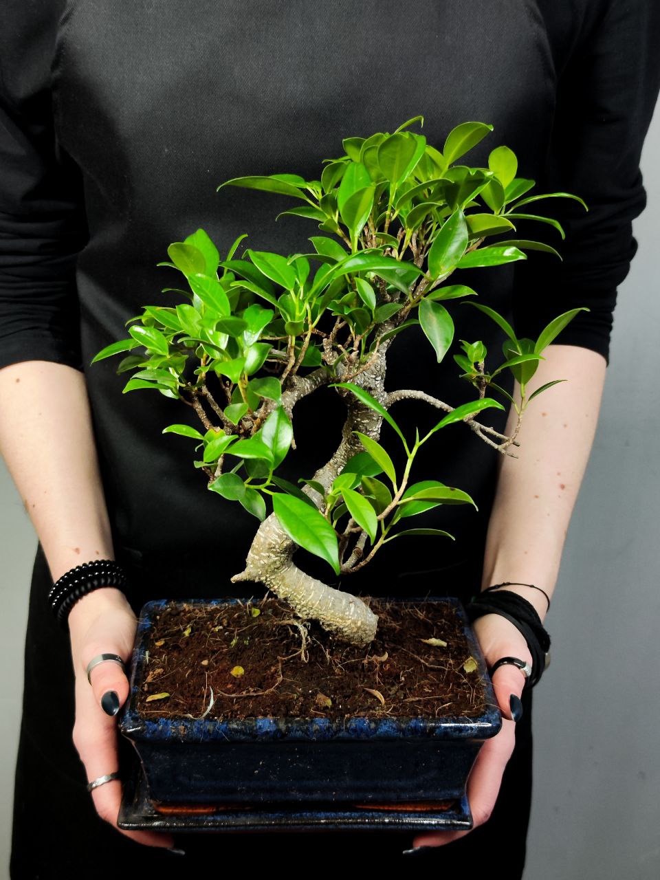 Бонсай Извилистый Фикус (Bonsai Ficus Microcarpa) в керамическом кашпо
