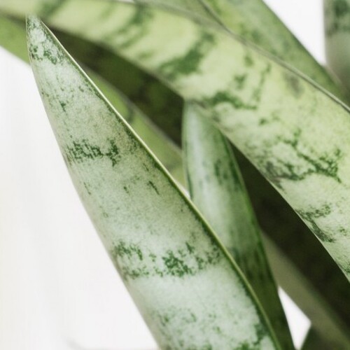 Сансевиерия Комета Пастель Грей (Sansevieria Comet Pastel Grey) D7,5см