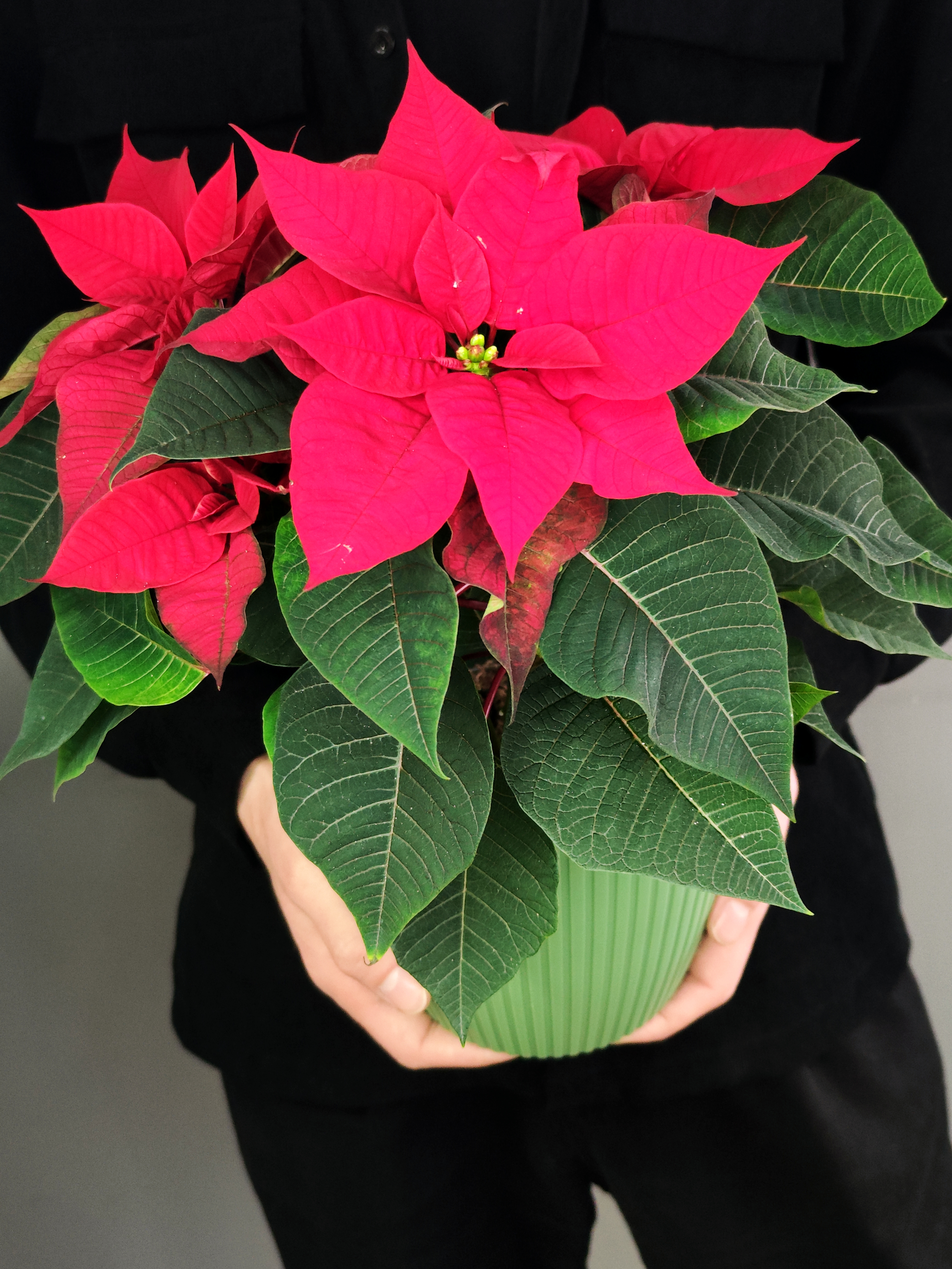 Пуансеттия Фрея Красная (Poinsettia Freya Red) Пересаженная D15см