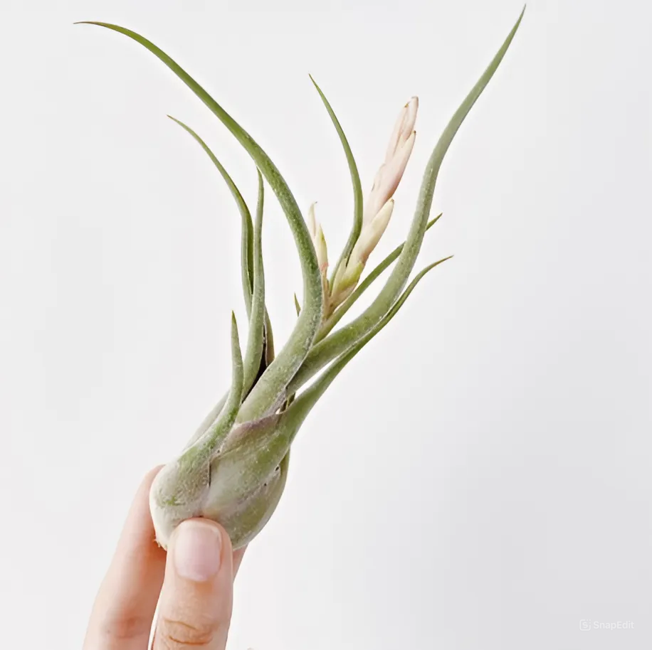 Тилландсия Голова Медузы (Tillandsia Caput Medusae)