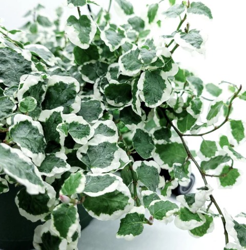 Фикус «Пумила Белла Санни» (Ficus Pumila Belle Sunny) D10см