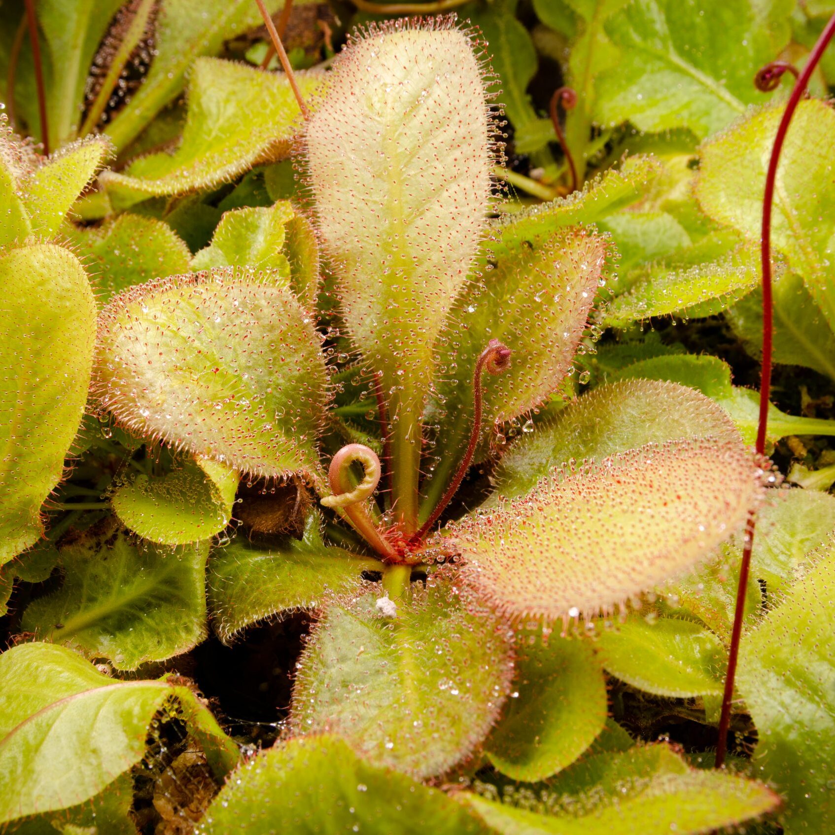 Росянка Андромеда (Drosera Andromeda) D6см