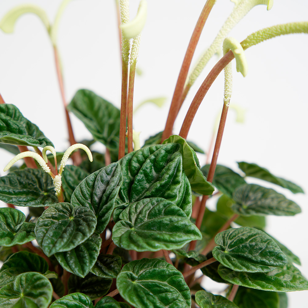 Пеперомия Лилиан (Peperomia Lilian) D12см УЦЕНКА
