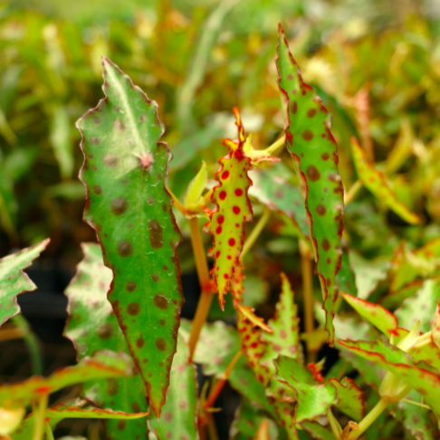 Бегония Амфиоксус (Begonia Amphioxus) D8см