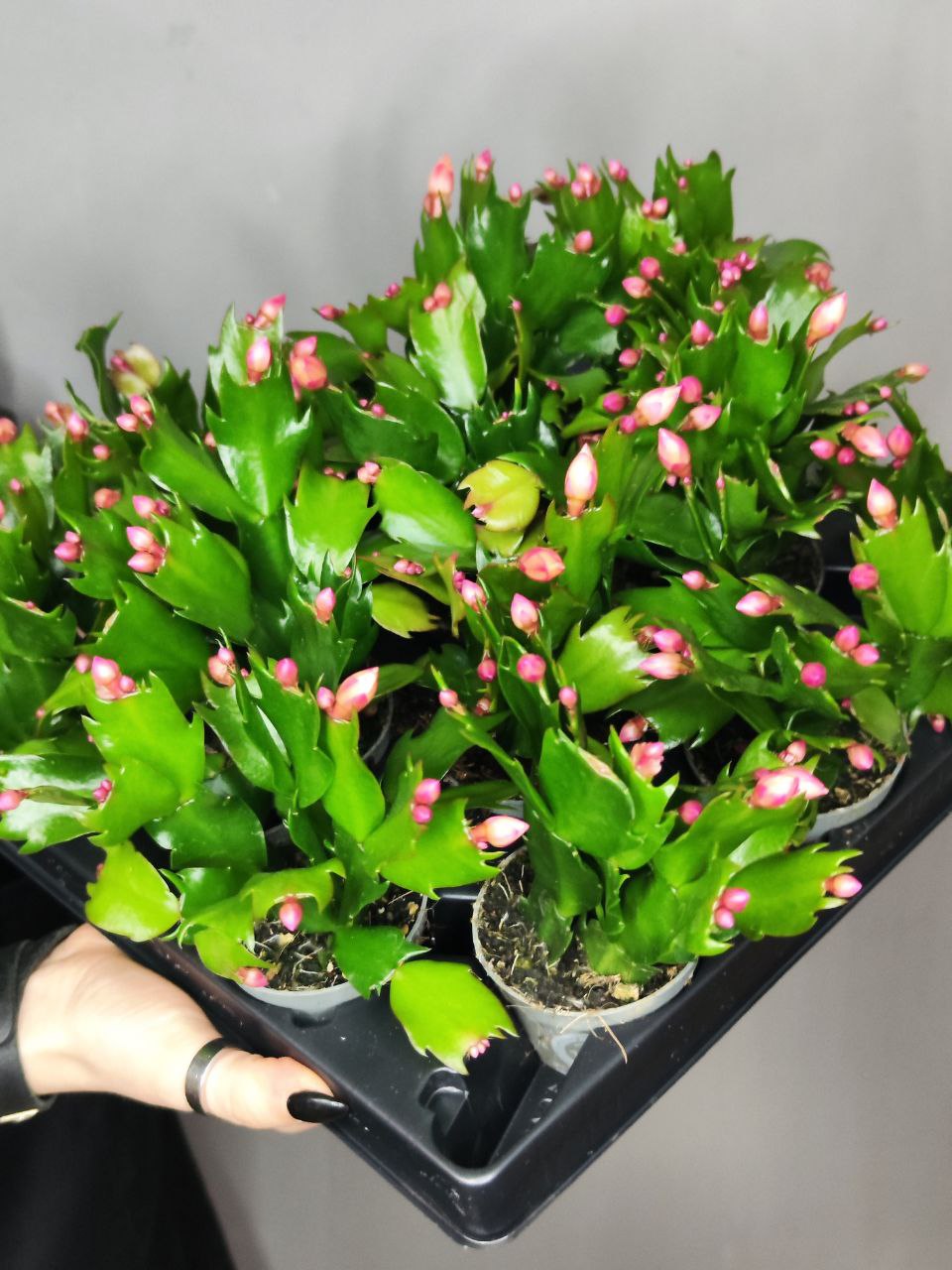 Декабрист Желтый, или Шлюмбергера (Schlumbergera Tendenza Yellow) D6см