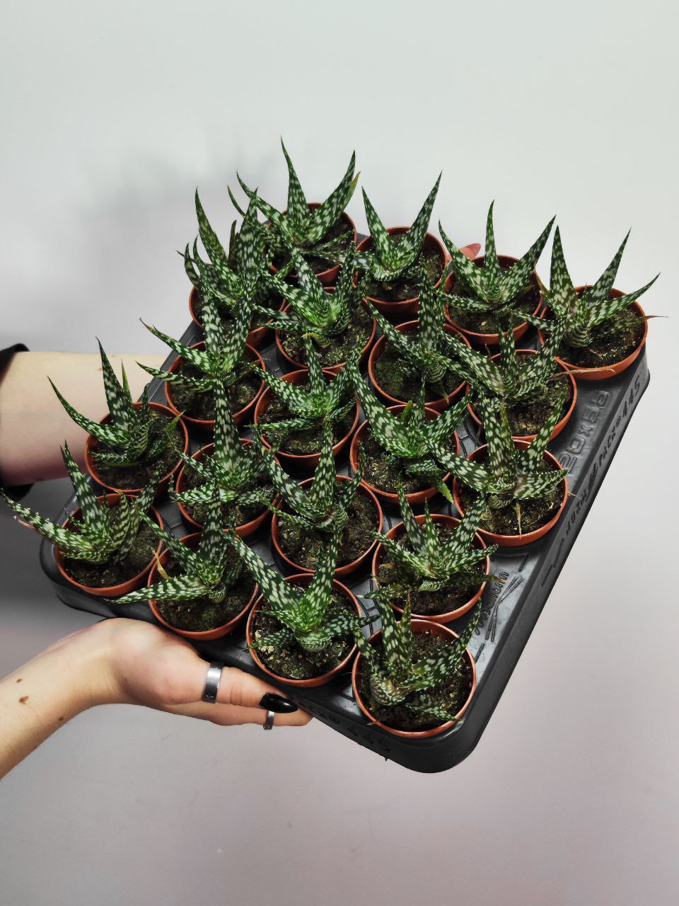Алоэ Бронз Лизард (Aloe Bronze Lizard) D5см
