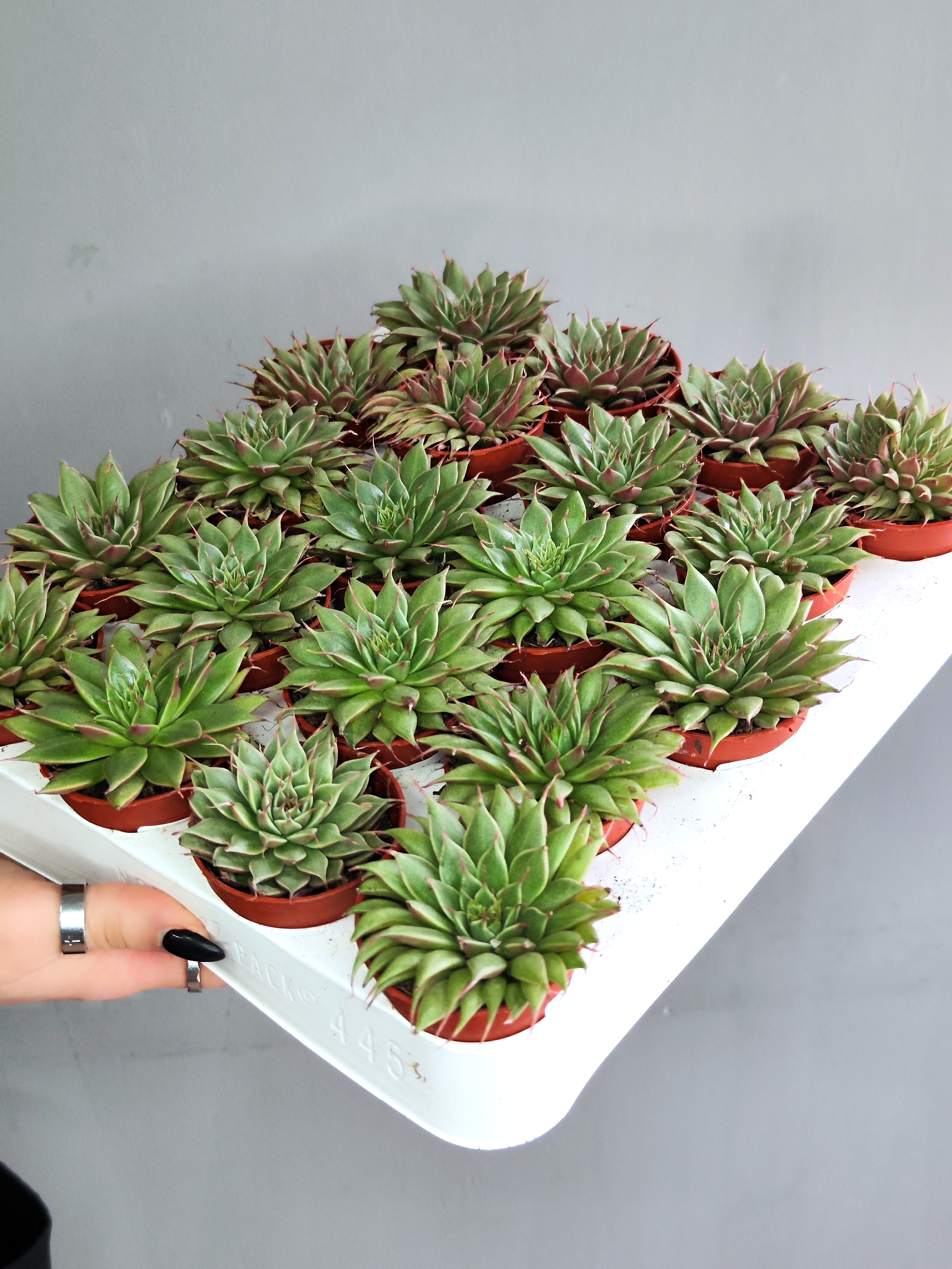 Граптопеталум Филиферум (Graptopetalum Feliferum) D5см