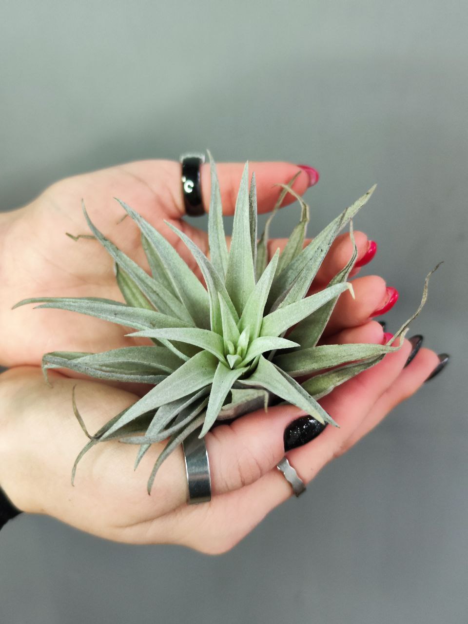 Тилландсия Капитата Пинч (Tillandsia Capitata Peach)