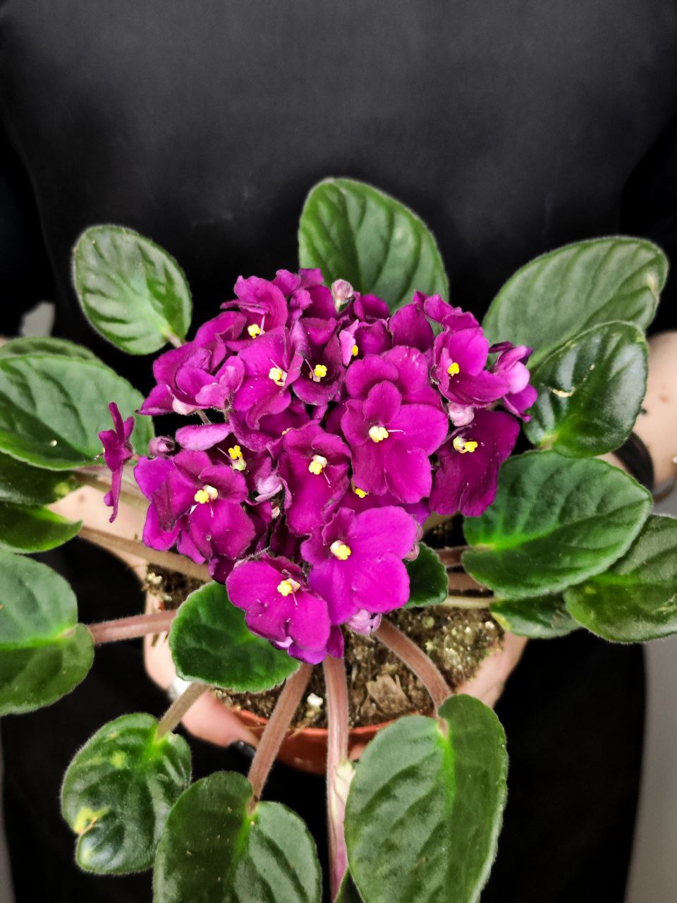 Сенполия Фуксия, или Фиалка (Saintpaulia Fuchsia) D10см