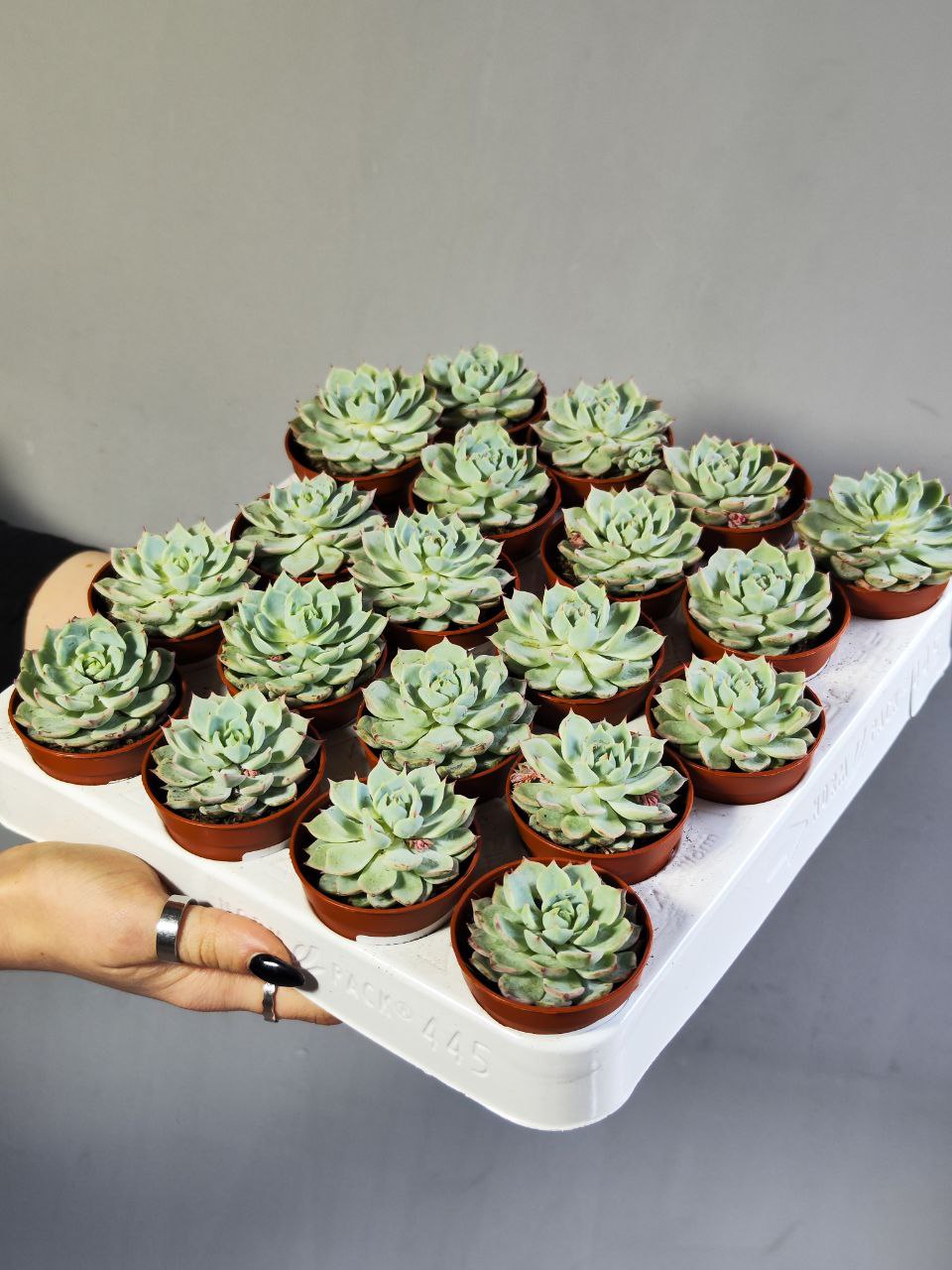 Эхеверия Деренберга Блю (Echeveria Derenbergii Blue) D5см