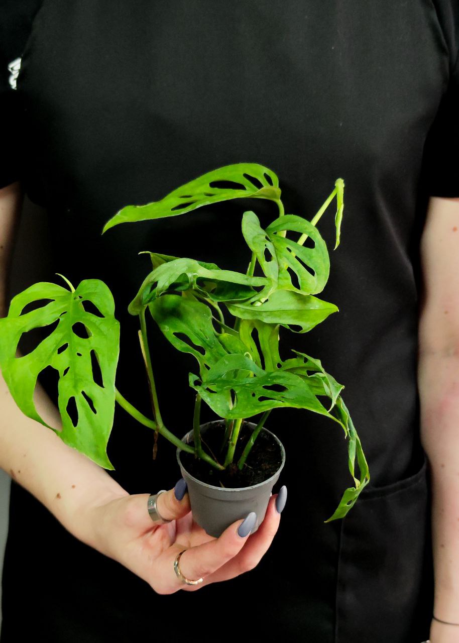Монстера Акумината (Monstera Acuminata) D6см