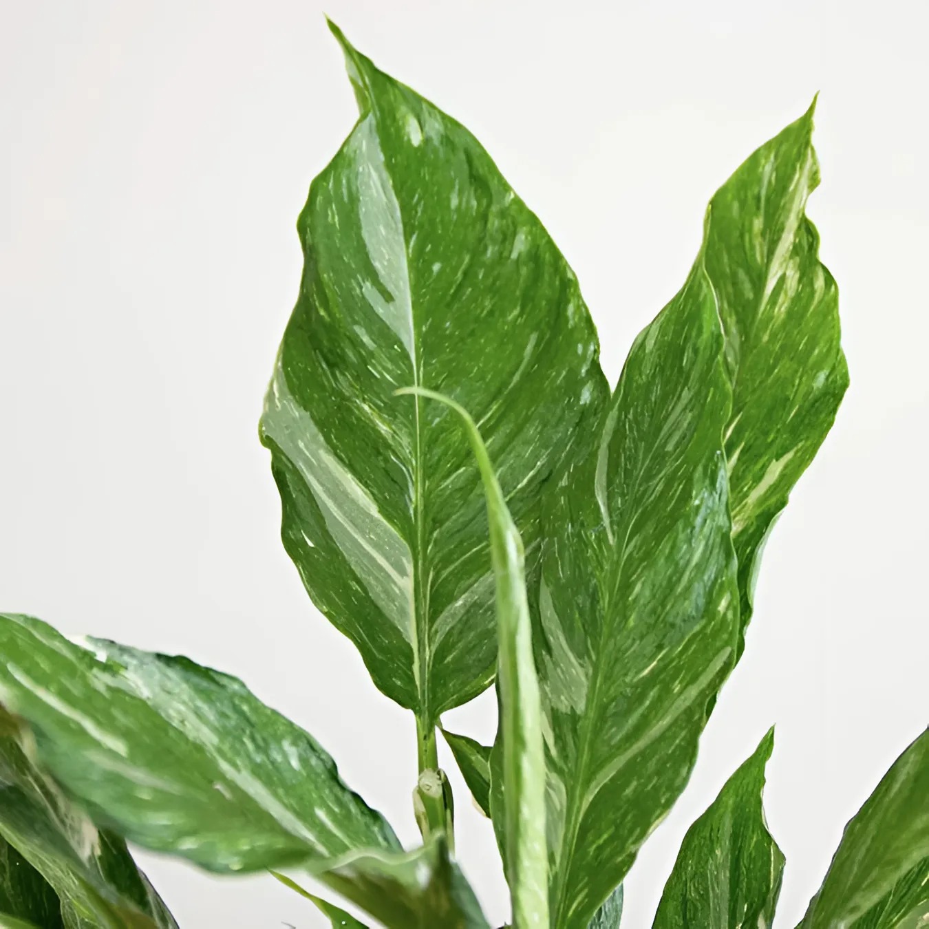 Спатифиллум Вариегатный Даймонд (Spathiphyllum Diamond Variegated) D12см