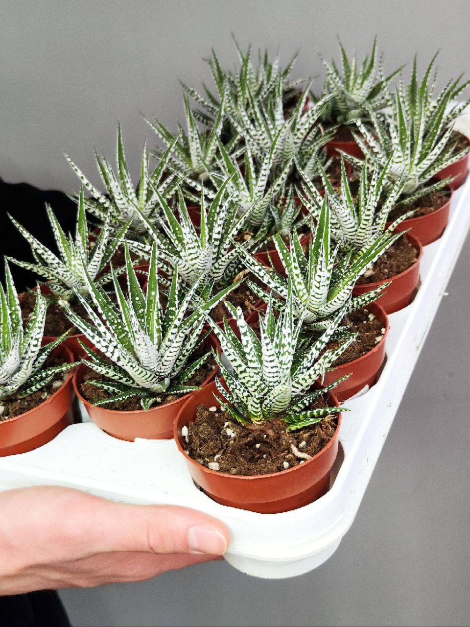 Хавортия Фасциата Альба (Haworthia Fasciata Alba) D8см