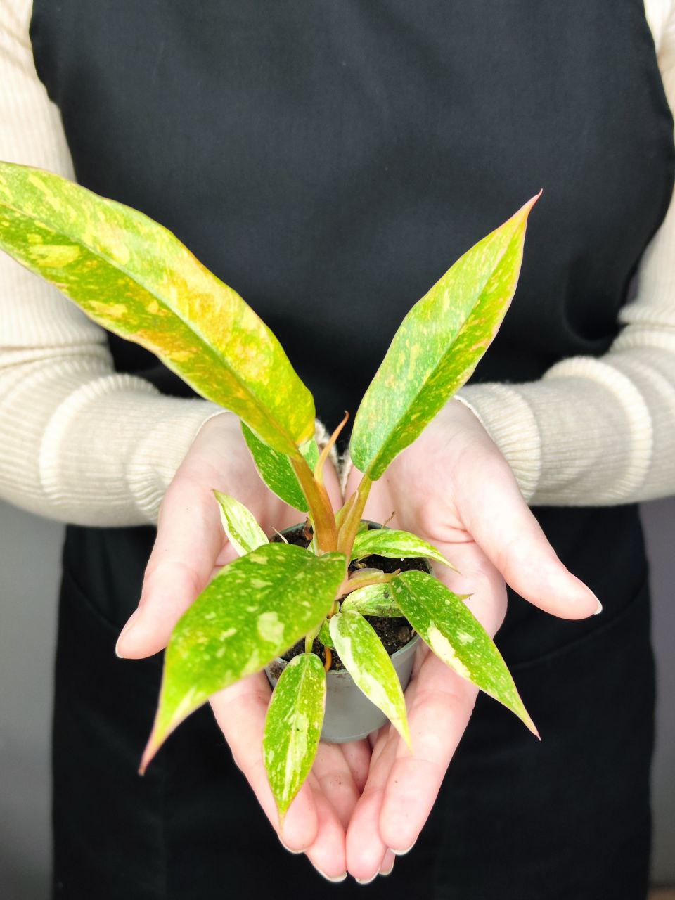 Филодендрон Вариегатный Нэрроу Эскейп Ринг Оф Файер (Philodendron Narrow Ring of Fire) D6см