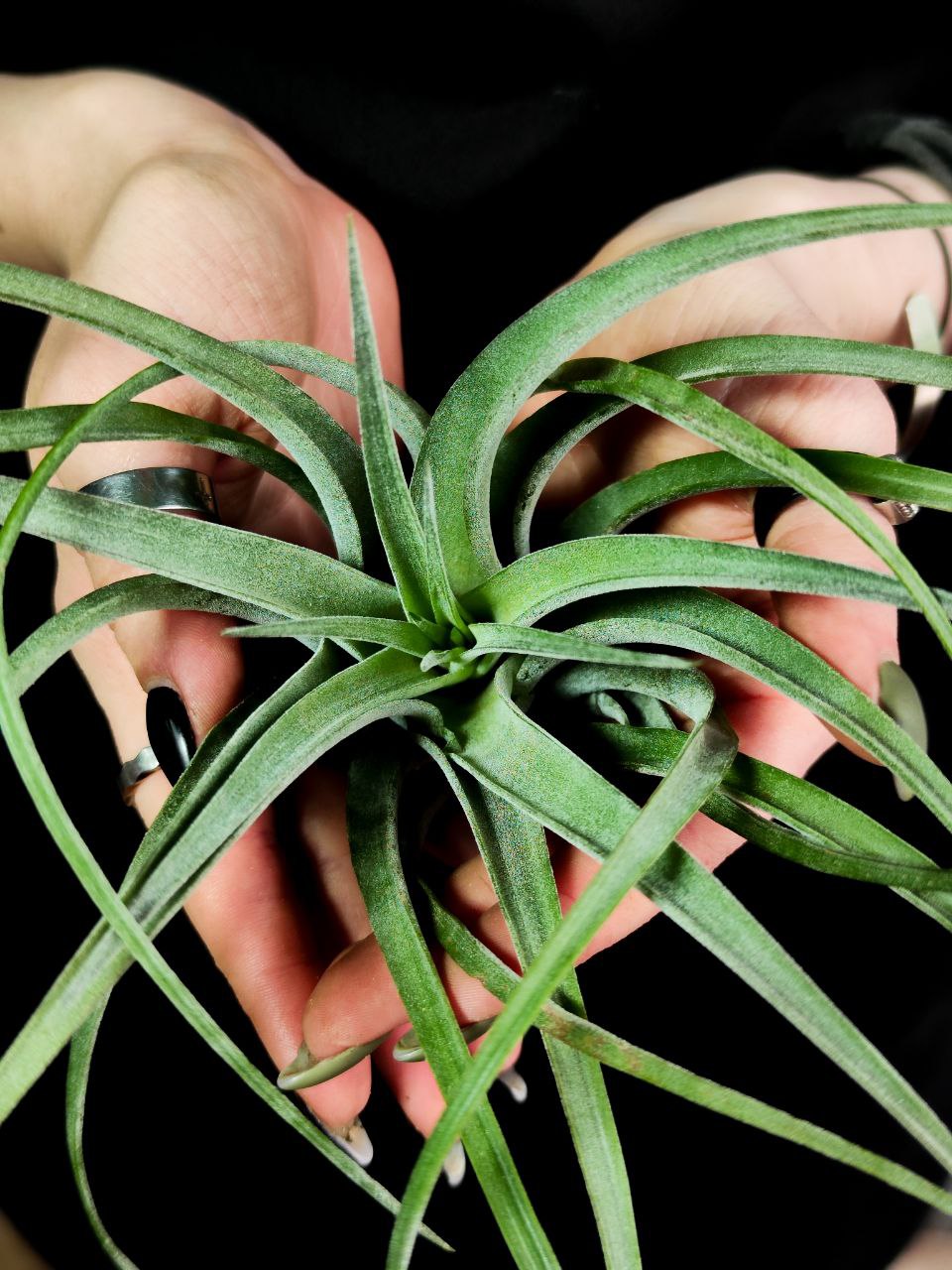Тилландсия Курли Сильвер (Tillandsia Curly Silver)
