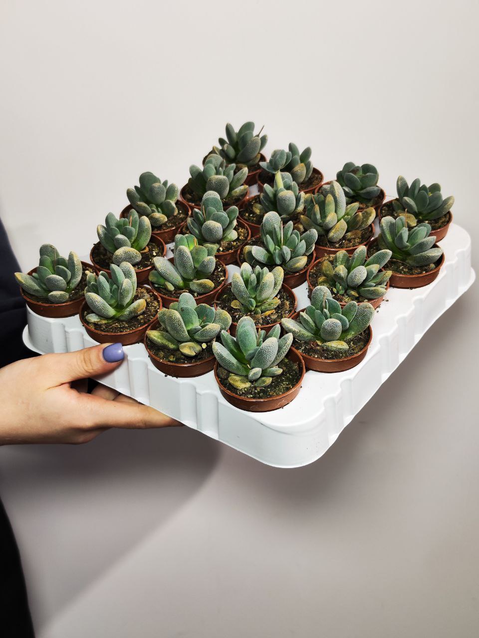 Крассула Текта (Crassula Tecta) D5см