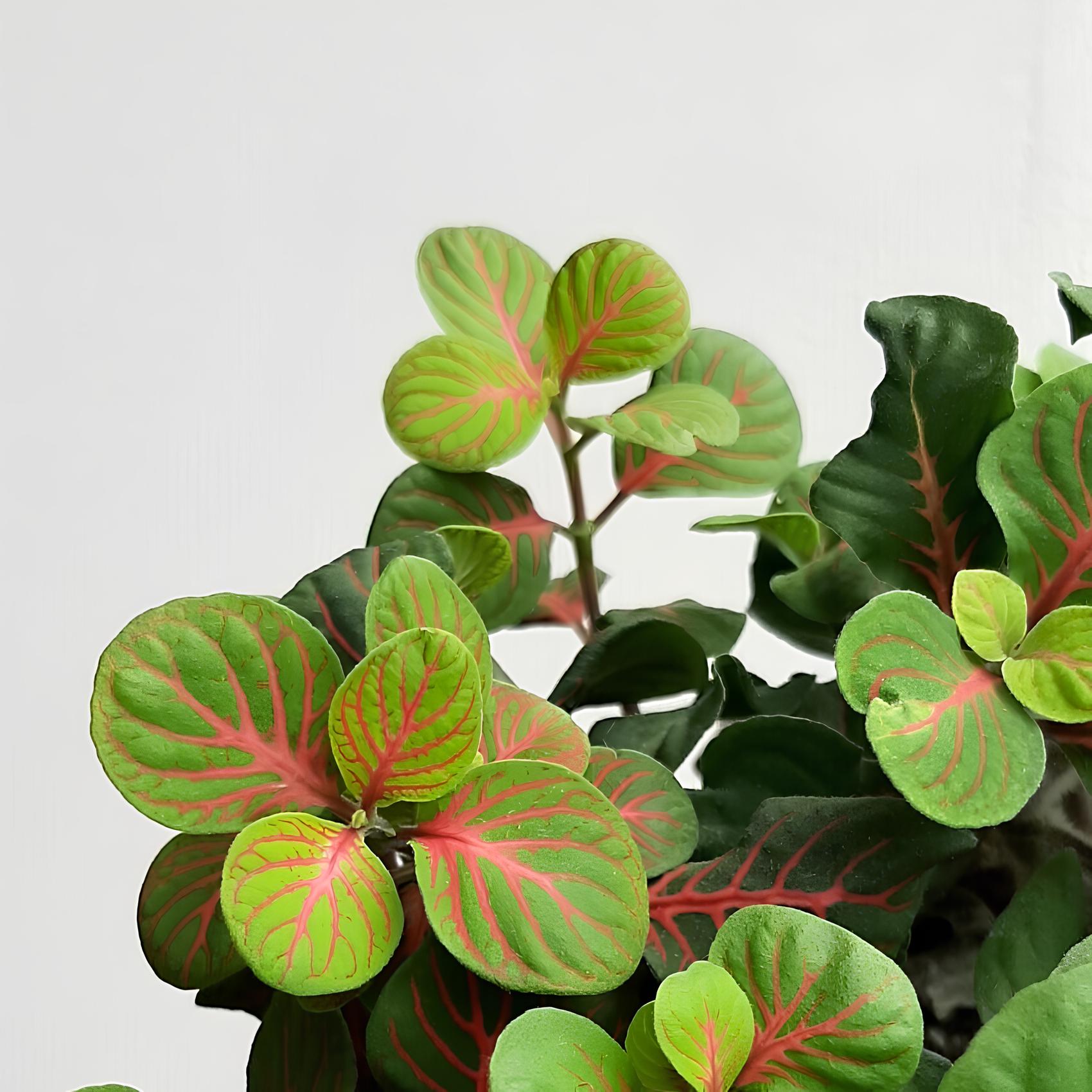 Фиттония Баббл Ред (Fittonia Bubble Red) D8,5см