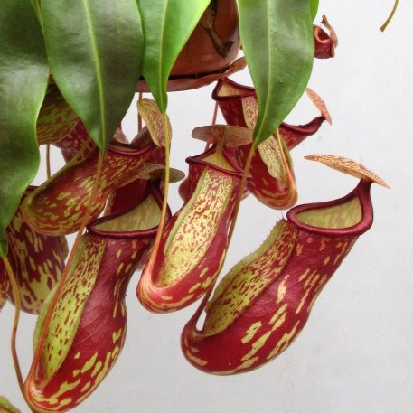 Непентес Гая (Nepenthes Gaya) D14см в подвесном кашпо