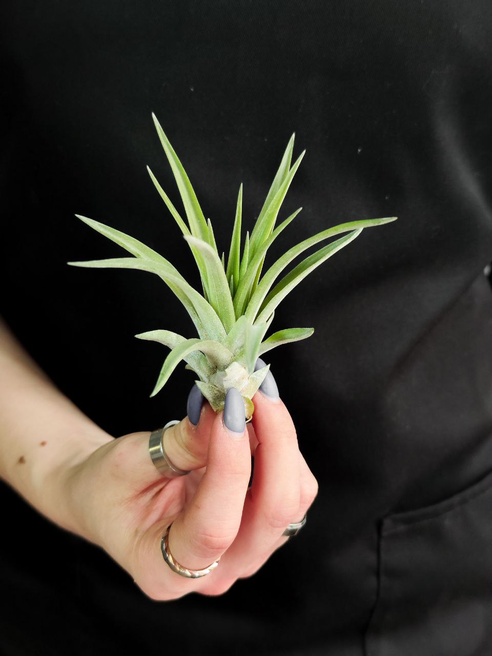 Тилландсия Мэджик Мини (Tillandsia Magic Mini)
