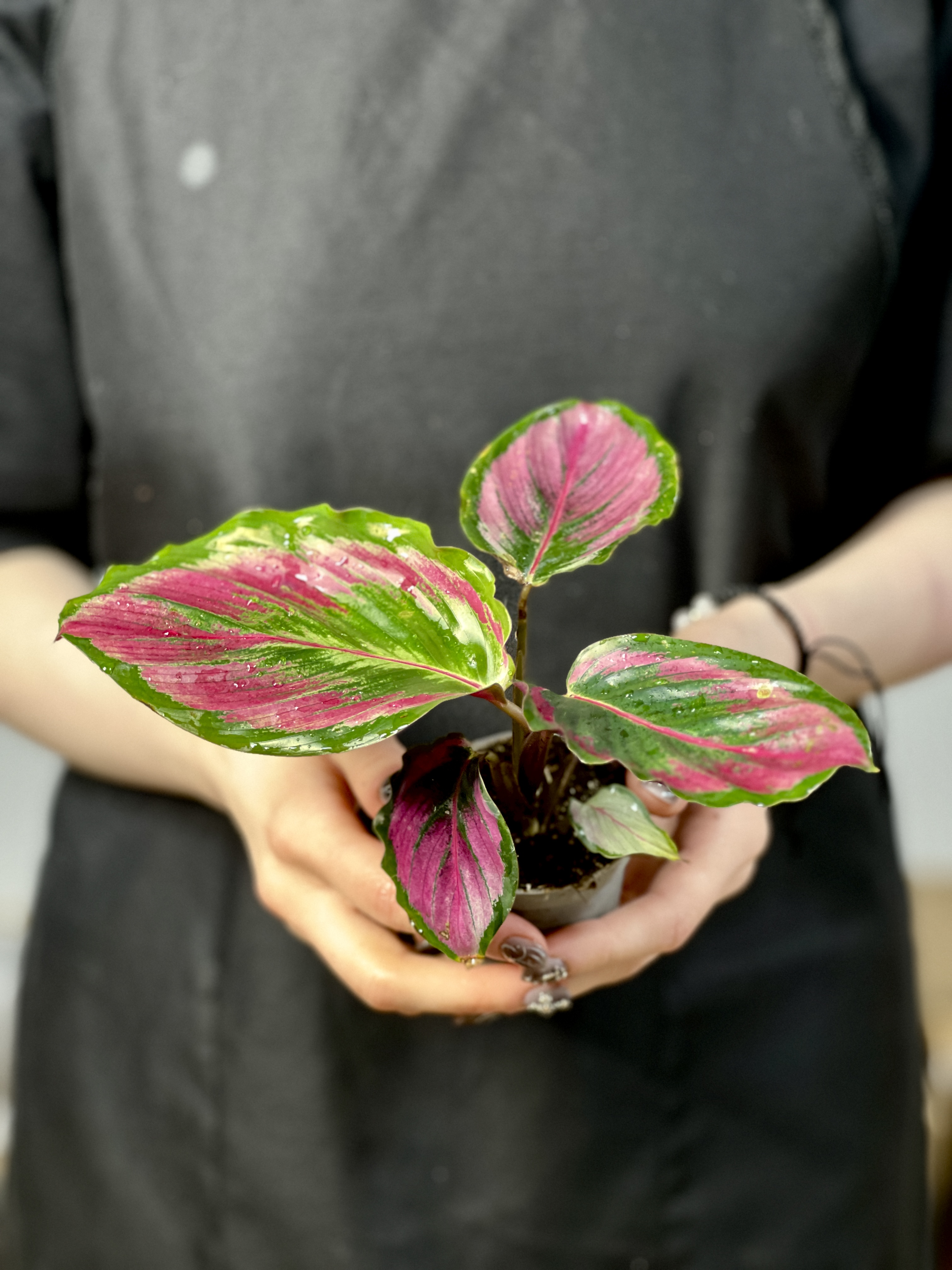 Калатея Розеопикта Мисти Ред (Calathea Roseopicta Misty Red) D6см