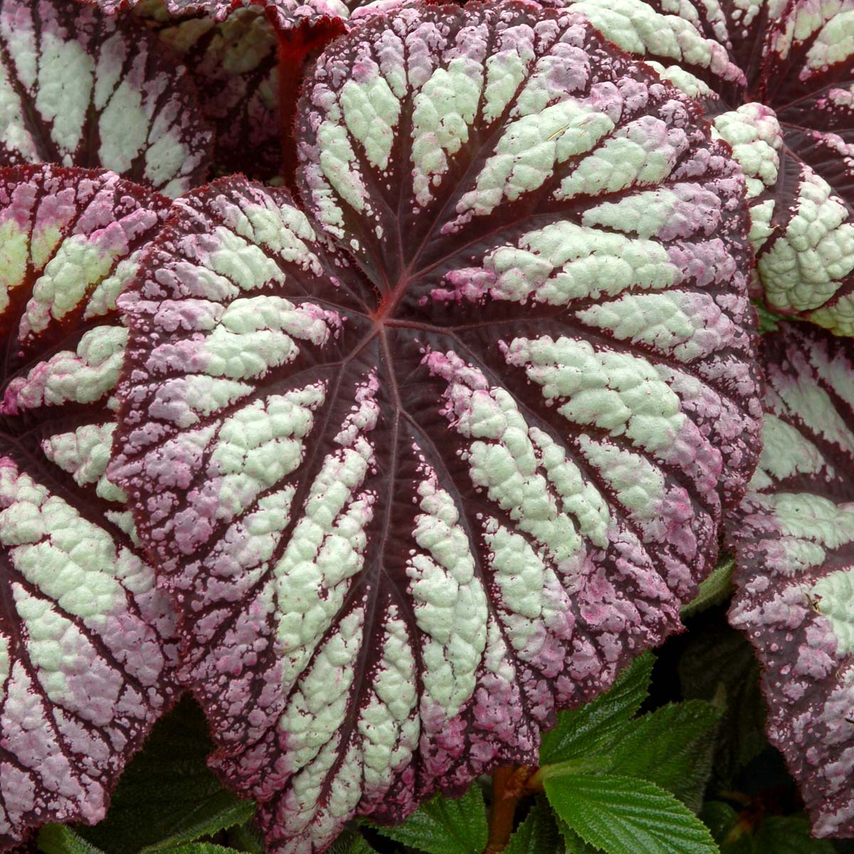 Бегония Рекс Файерворкс (Begonia Rex Fireworks) D6см