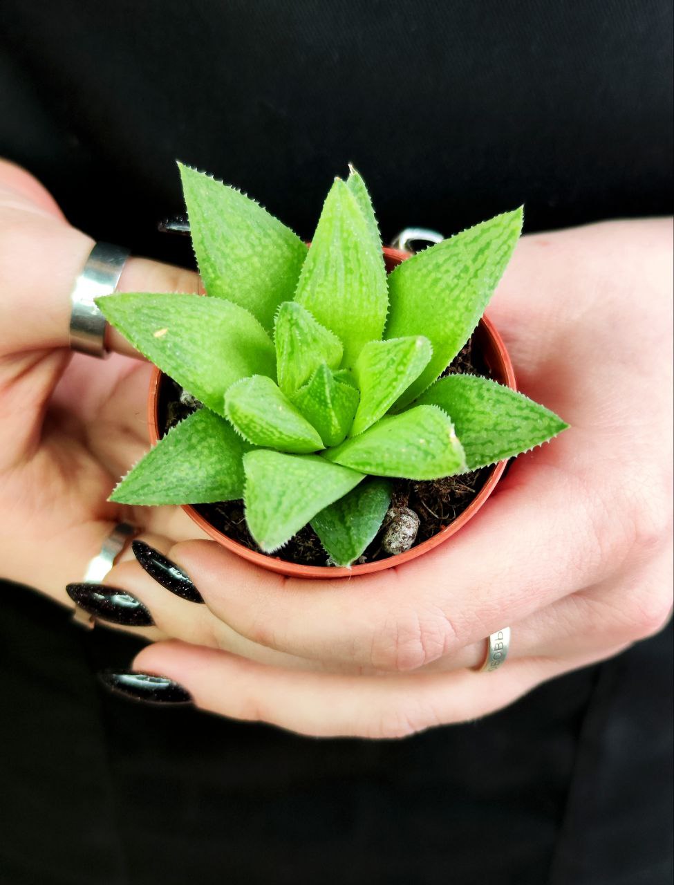 Хавортия Байлисси (Haworthia Baylissii) D5см