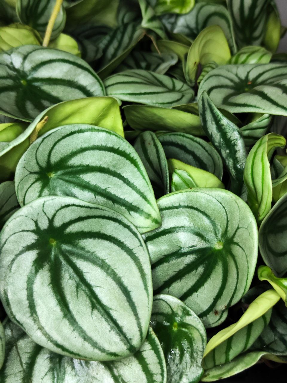 Пеперомия Арбузная (Peperomia Argyreia Watermelon) D11см